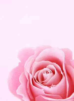 Pink Aesthetic Rose Iphone Wallpaper