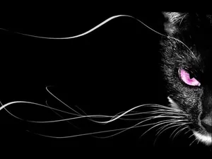Pink Beasty Cat Eyes Wallpaper