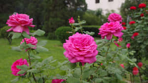 Pink Camellia Flower Garden Shrubs Wallpaper