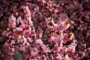 Pink Cherry Blossom Spring Wallpaper