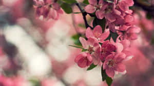 Pink Cherry Blossoms Flowers Laptop Wallpaper