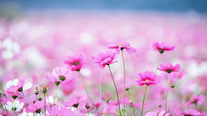 Pink Cosmos Flowers Wallpaper