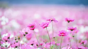 Pink Cosmos Flowers Wallpaper
