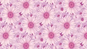 Pink Daisy Aesthetic Computer Wallpaper