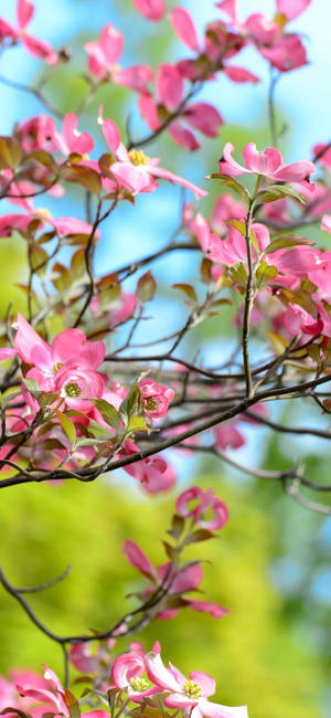 Pink Dogwood Flower Phone Background Wallpaper