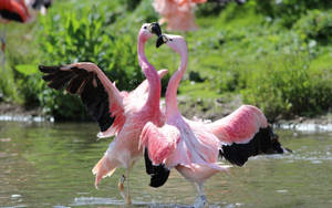 Pink Flamingos Love To Dance Wallpaper