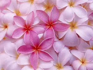 Pink Flower Among White Wallpaper
