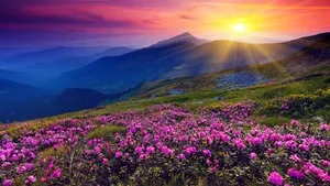 Pink Flowers Field Hill View Wallpaper