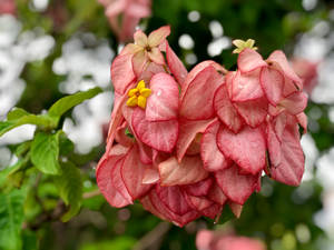 Pink Flowers In Honduras Wallpaper