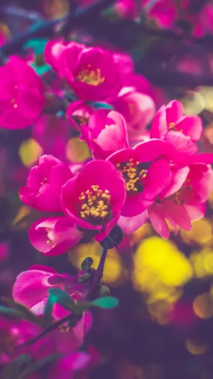 Pink Flowers On A Branch With Blurred Background Wallpaper