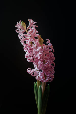 Pink Hyacinth Flower Wallpaper