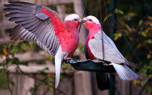 Pink Love Birds On Bird Feeder Wallpaper