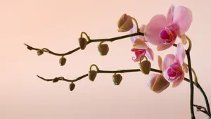 Pink Pastel Orchids Wallpaper