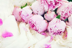 Pink Peony Flowers And Petals Wallpaper