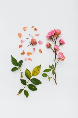 Pink Petaled Flowers On White Surface Wallpaper