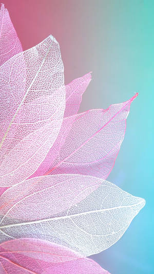 Pink Petals On Blue Wallpaper