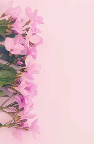 Pink Phlox Flowers Screen Saver Wallpaper