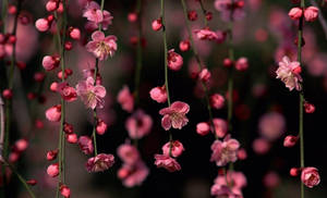 Pink Plum Blossom Flowers Wallpaper