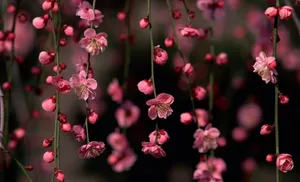 Pink Plum Blossom Flowers Wallpaper