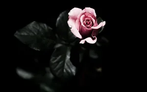 Pink Rose Dark Hd Flowers Wallpaper