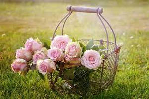 Pink Rose Flowers In Basket Wallpaper