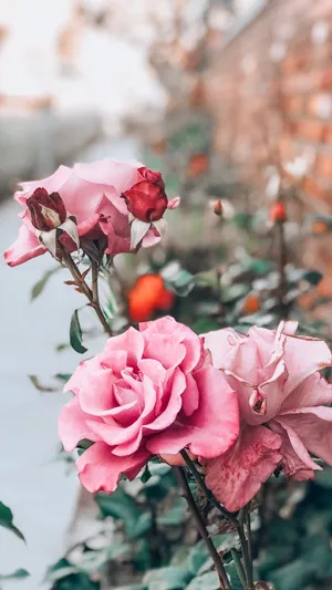 Pink Rose Iphone Daylight Wallpaper