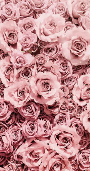 Pink Roses In A Large Pile Wallpaper