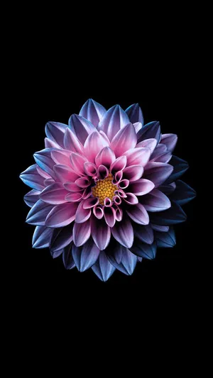 Pink Star Dahlia Flower Apple Wallpaper