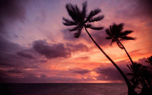 Pink Sunset Dominican Republic Wallpaper