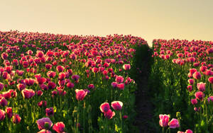 Pink Tulip Flower Field Wallpaper