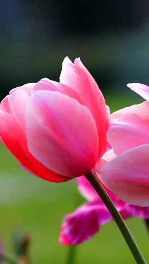 Pink Tulips In The Garden Wallpaper