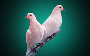 Pink-white Dove Love Birds Wallpaper