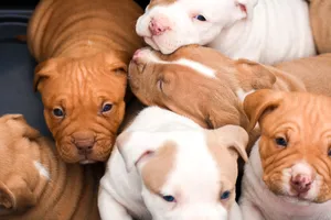 Pitbull Puppies With Wrinkly Bodies Wallpaper