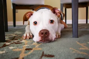 Pitbull With Cute Puppy Eyes Wallpaper