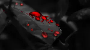 Pitch Black Leaves With Red Droplets Wallpaper