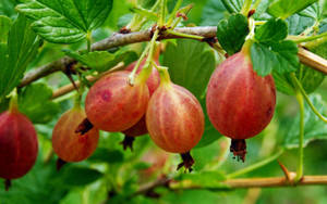 Pixwell Gooseberry Fruit Wallpaper