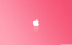 Plain Pink Desktop Background Wallpaper