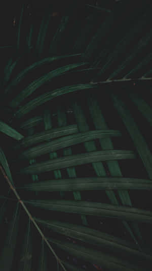 Plant Foliage Dark Green Iphone Wallpaper