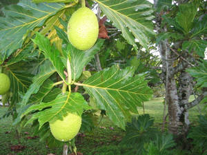 Plant Three Breadfruit Wallpaper