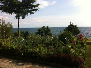 Plants And Sky In Congo Wallpaper