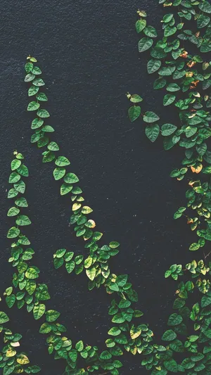 Plants Iphone Green Wall Wallpaper