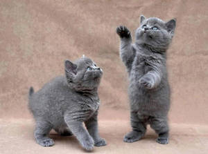 Playful_ Grey_ Kittens Wallpaper