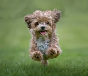 Playful Small Dog In Outdoor Setting Wallpaper