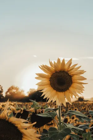 Pleasing Sunflower Aesthetic Wallpaper