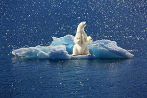 Polar Bear In Freezing Temperature Wallpaper