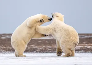 Polar_ Bears_ Sparring_on_ Ice.jpg Wallpaper