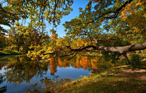 Pond And Trees On Autumn Or Fall Wallpaper