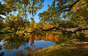 Pond And Trees On Autumn Or Fall Wallpaper