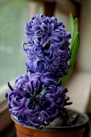 Potted Purple Hyacinth Flower Wallpaper