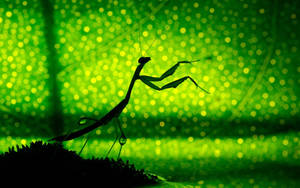 Praying Mantis Leaf Shadow Wallpaper